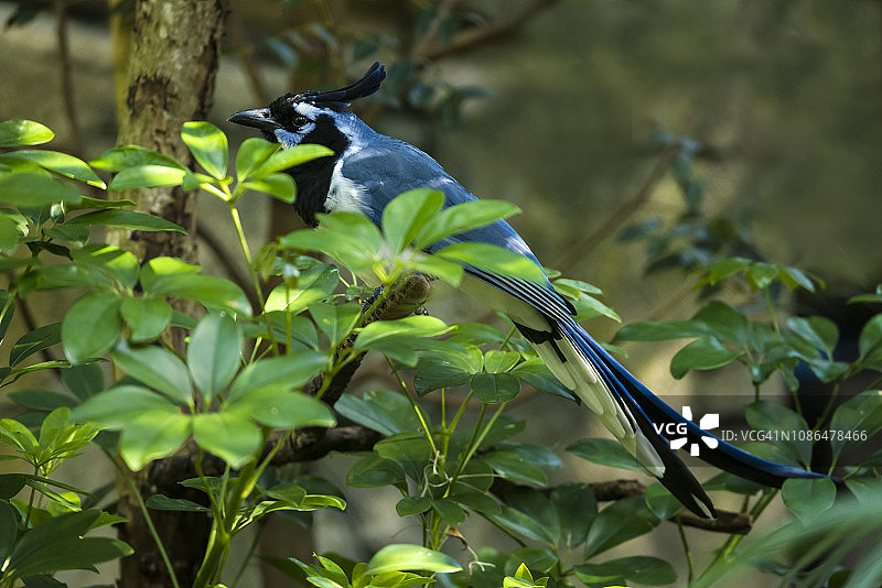 黑喉喜鹊图片素材