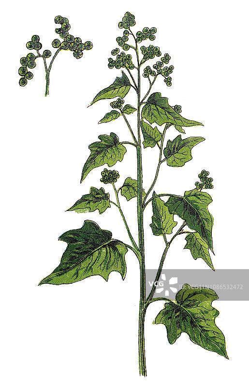 藜属植物图片素材