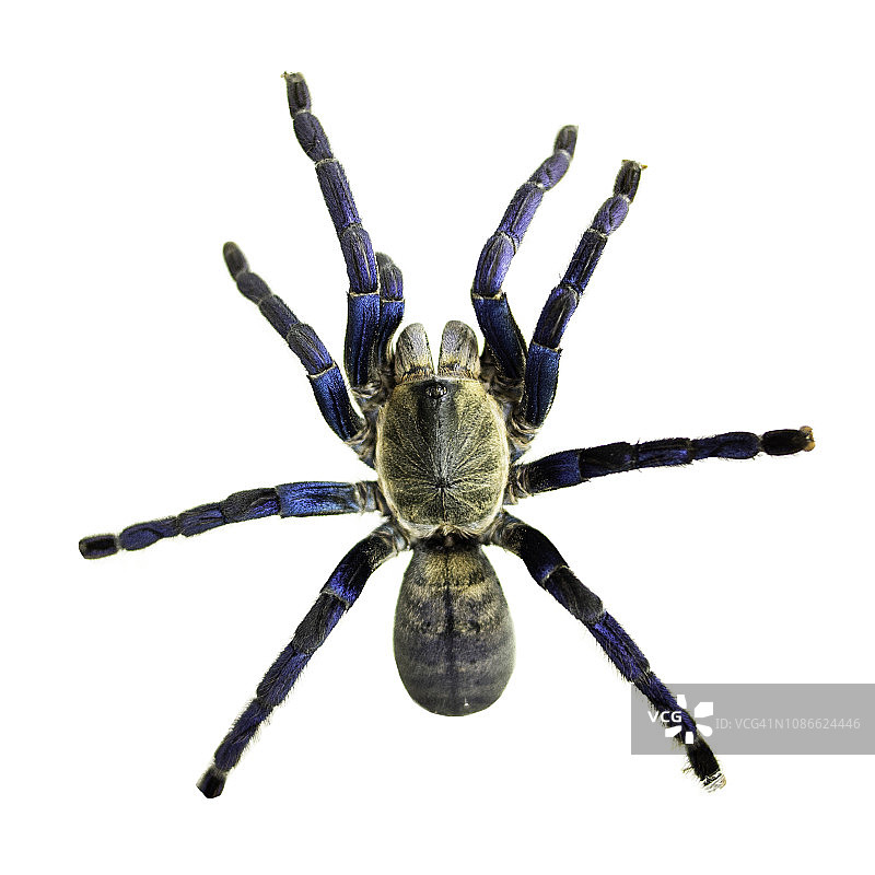 钴蓝色狼蛛图片素材