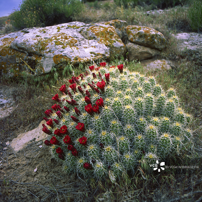 犹他州盛开的紫红色杯状仙人掌图片素材