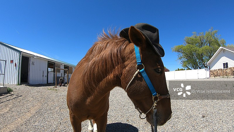 牛仔帽马图片素材