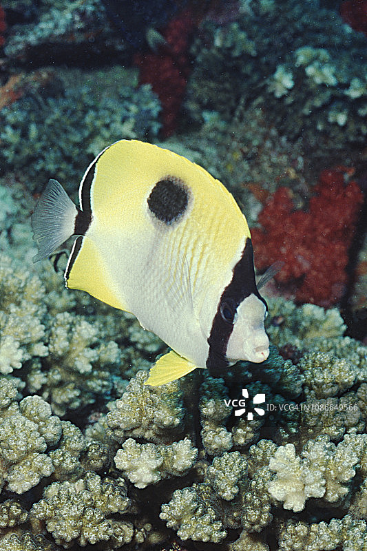 泪滴蝴蝶鱼图片素材