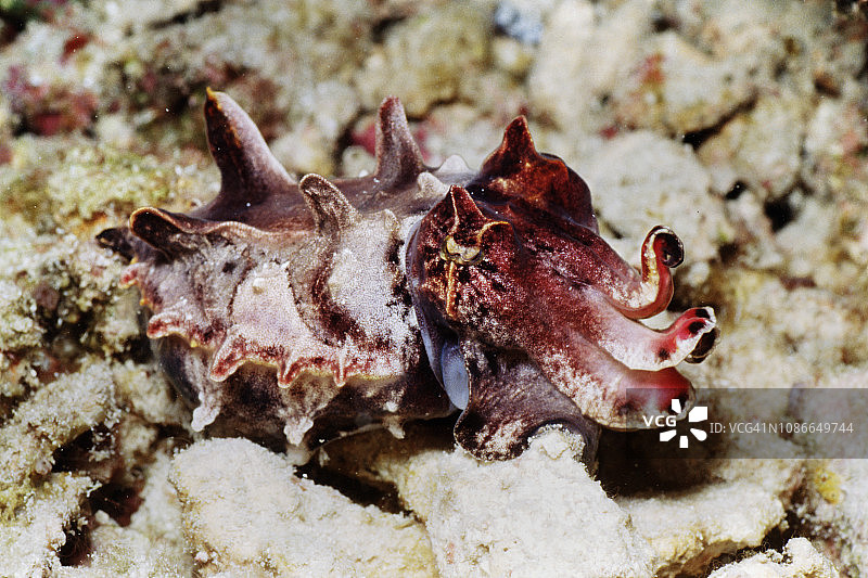 火焰乌贼图片素材