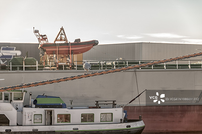 栖息在电缆上的海鸥图片素材