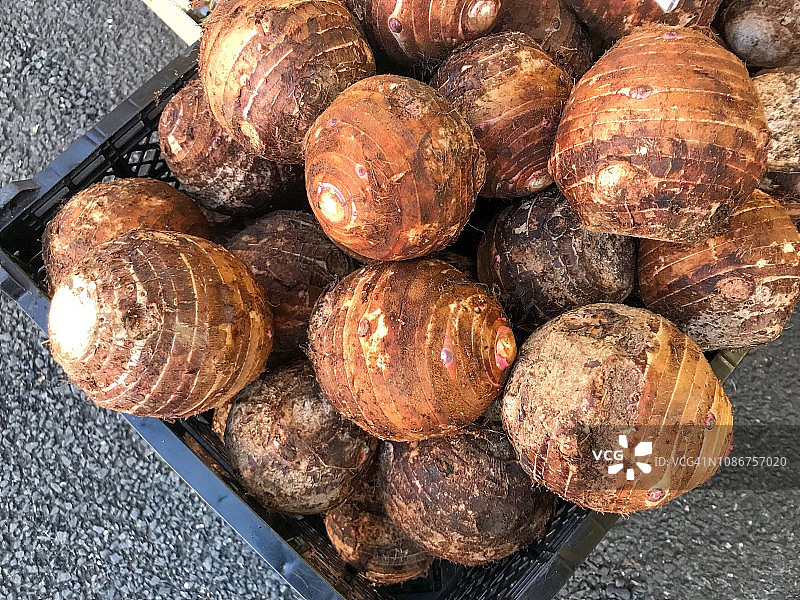 球形大芋头图片素材