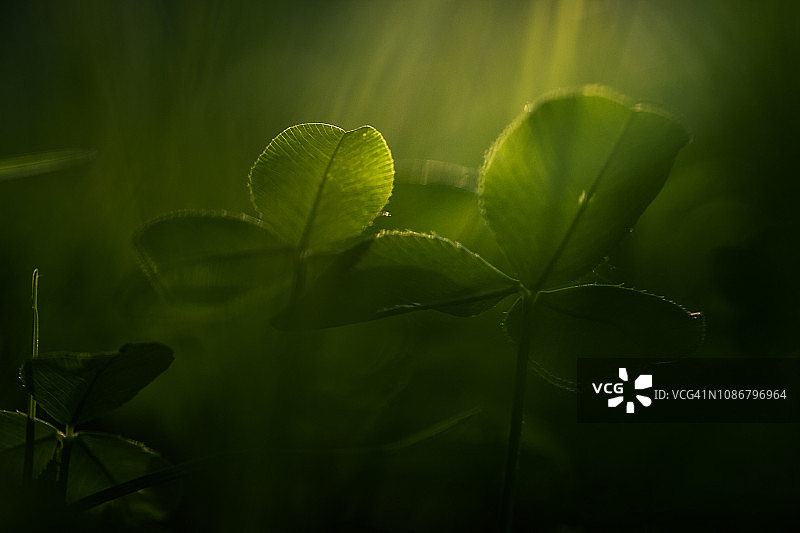 三叶草特写图片素材