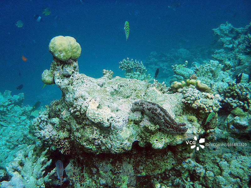 大型海参（Bohadschia graeffei）图片素材