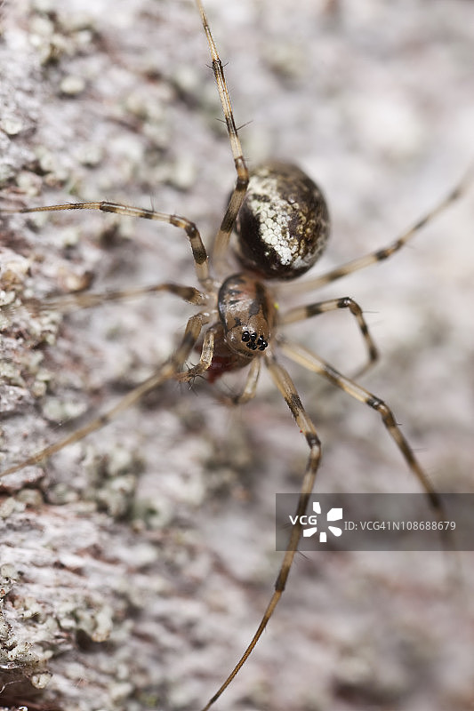 小型蜘蛛捕捉猎物图片素材