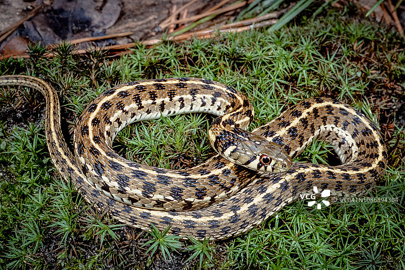 方格束带蛇图片素材
