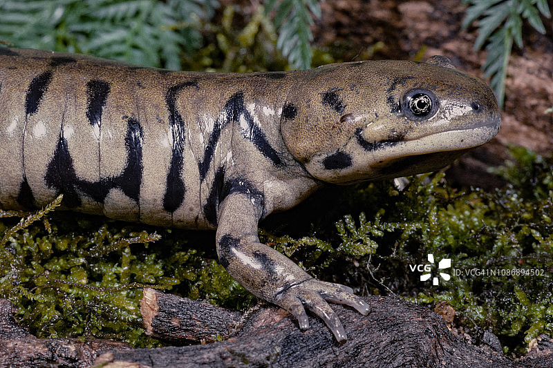 虎纹钝口螈图片素材