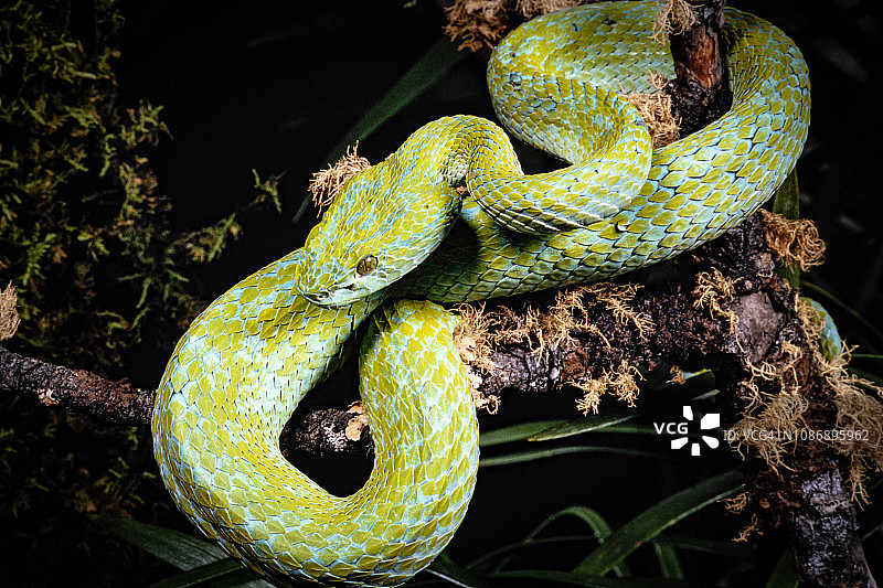 三月的蝮蛇图片素材