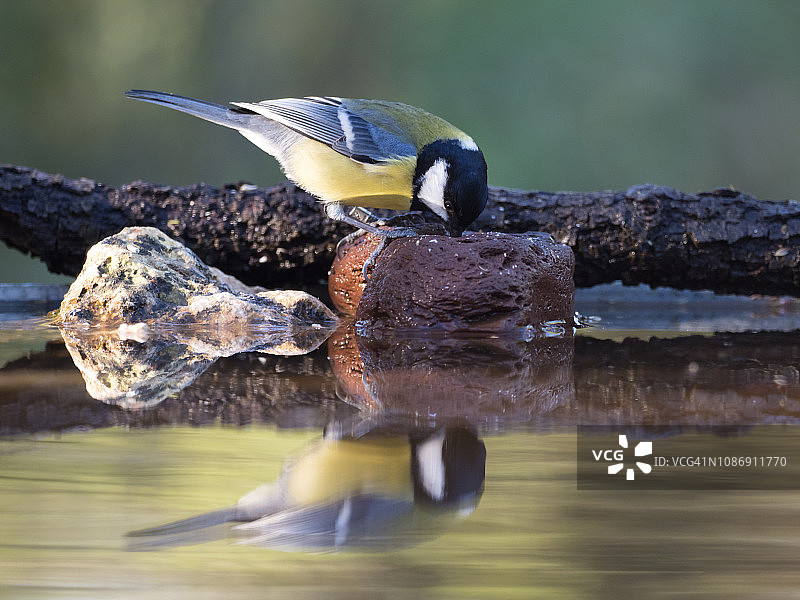沼泽山雀在水坑里吃喝，水中倒影特写图片素材