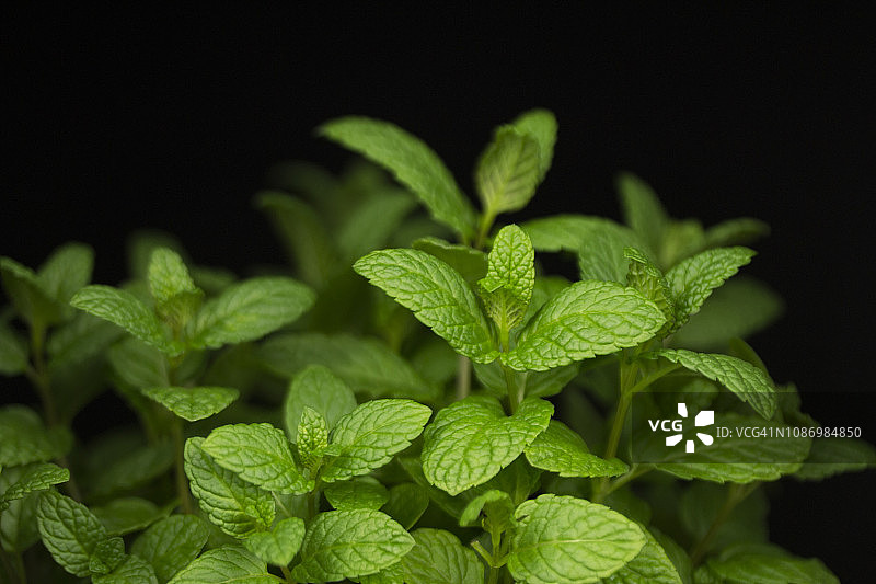 薄荷植物图片素材