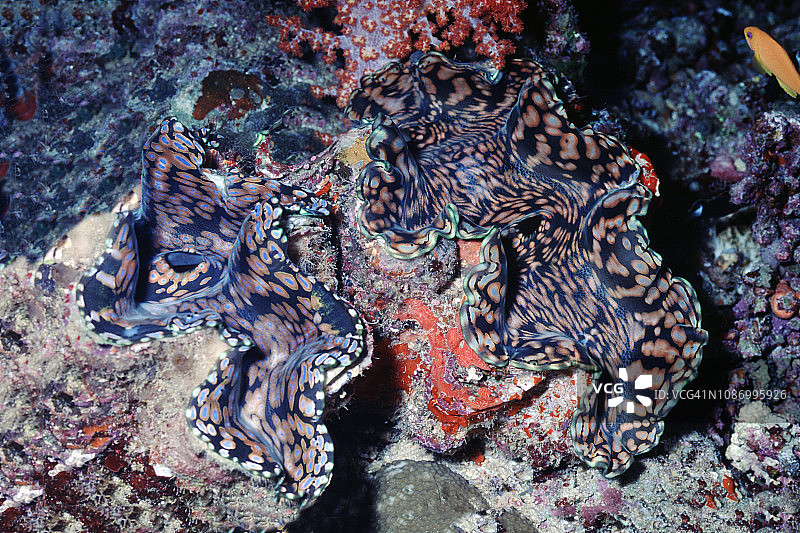 一对吉兰特蛤蜊图片素材