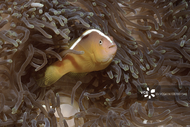 海葵中的橙色海葵鱼图片素材