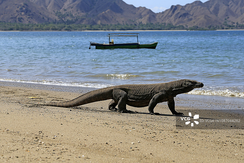 科莫多岛海滩上的科莫多巨蜥，印度尼西亚东努沙登加拉图片素材