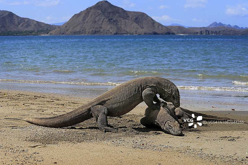 科莫多岛上的两条科莫多龙图片素材