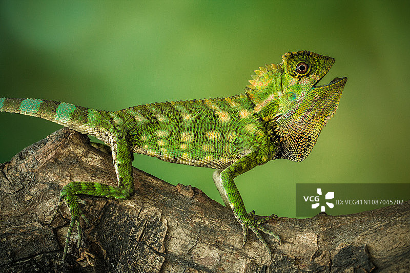 印度尼西亚树枝上的变色龙肖像图片素材