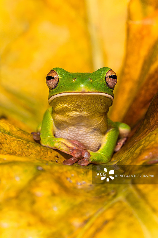 树叶上的白唇树蛙，印度尼西亚图片素材