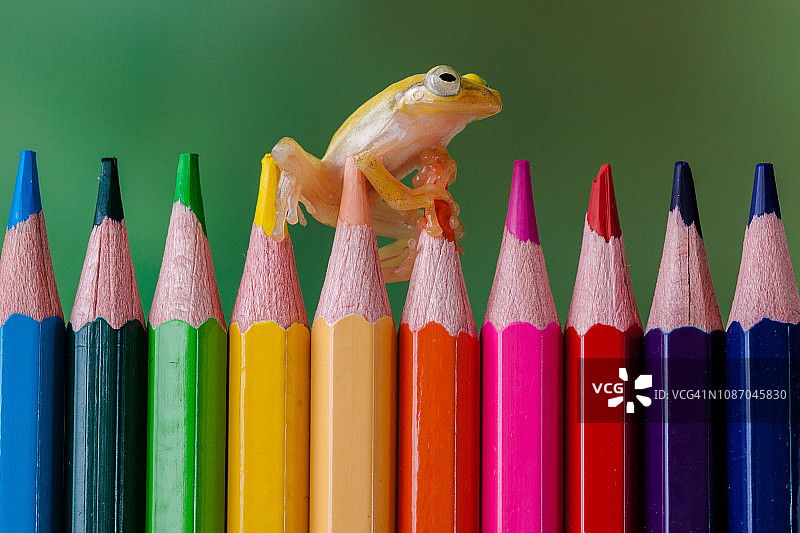 一排彩色铅笔上的微型玻璃蛙图片素材