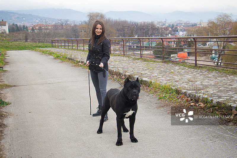 女人牵那不勒斯獒犬散步图片素材
