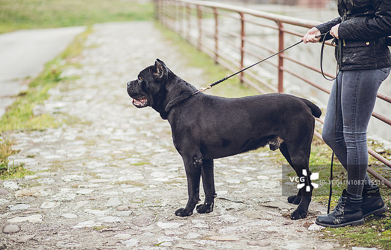 女人牵那不勒斯獒犬散步图片素材