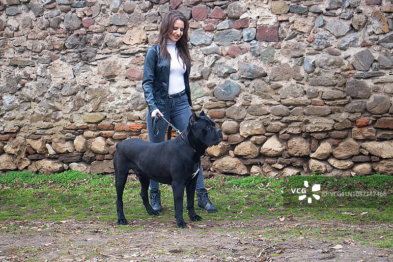 女人牵那不勒斯獒犬散步图片素材