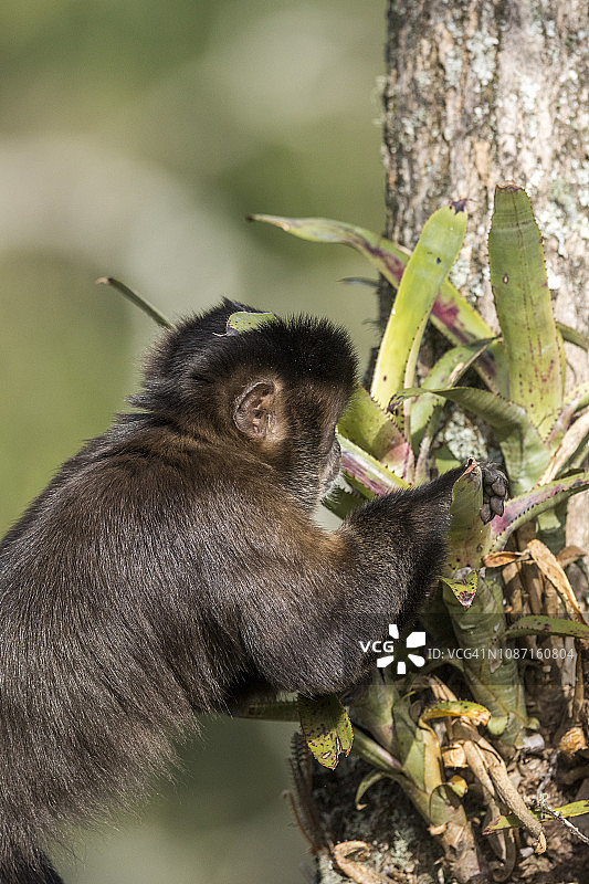 卷尾猴，巴西伊塔蒂亚国家公园图片素材