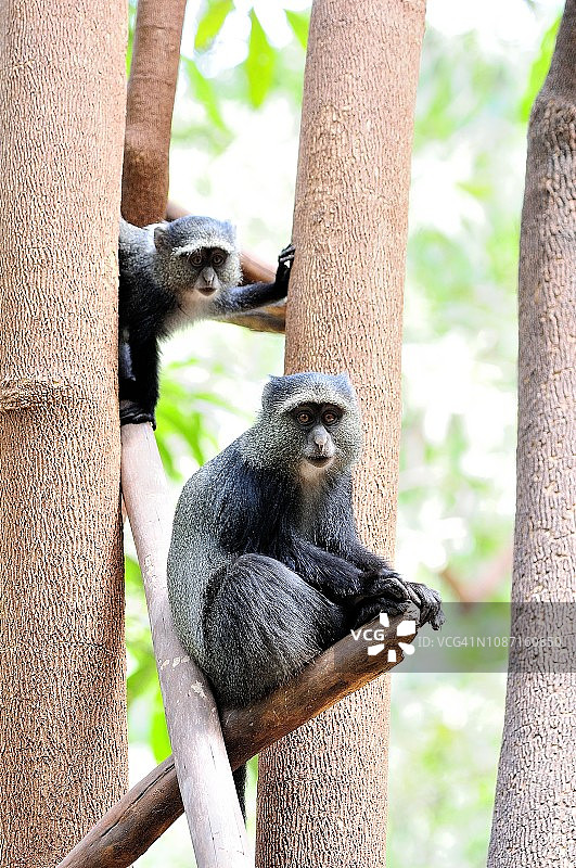 树上的蓝猴图片素材
