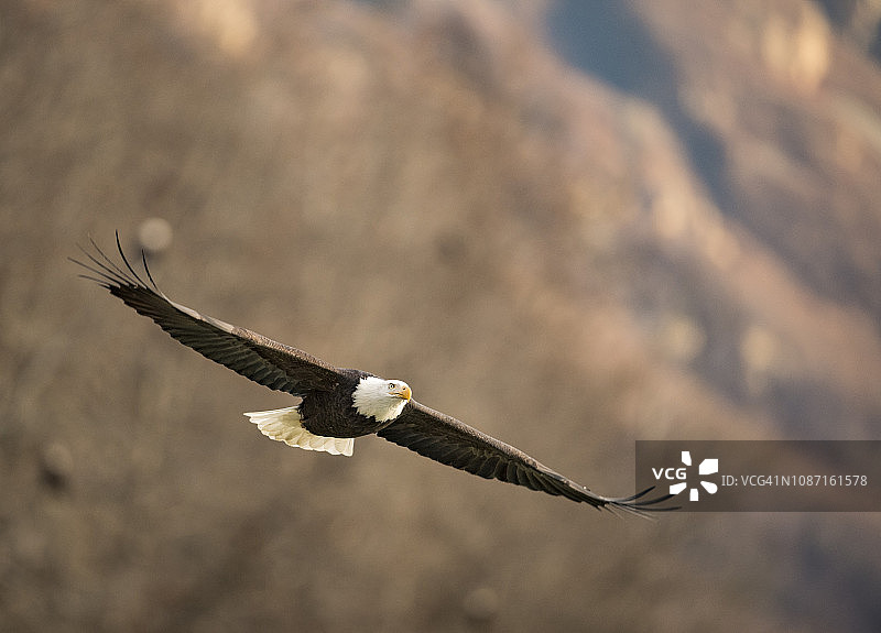 飞翔的白头海雕图片素材