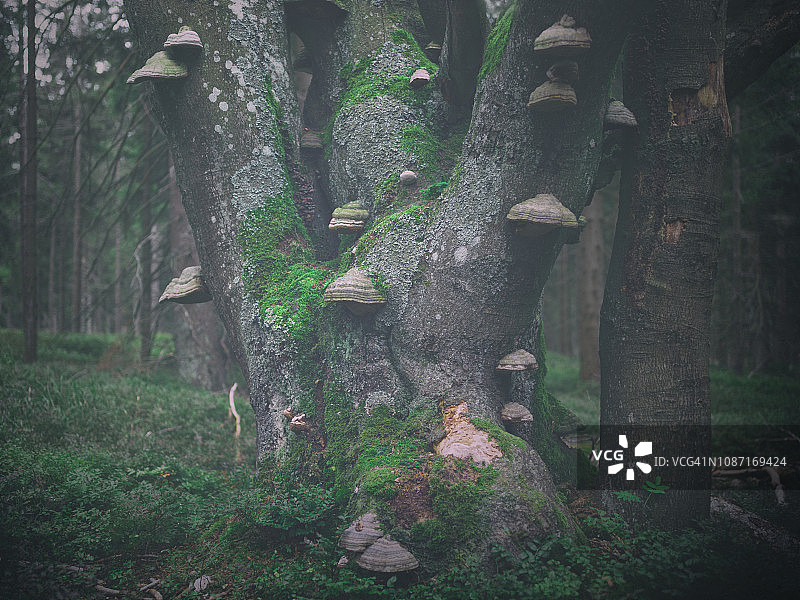覆盖着真菌（多孔菌）的古老山毛榉树，宁静的黑暗森林景象图片素材