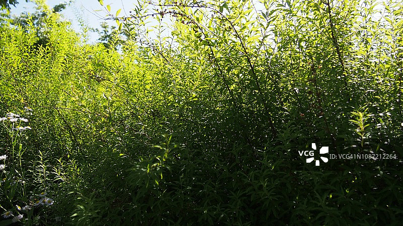 绿色蒲式耳图片素材