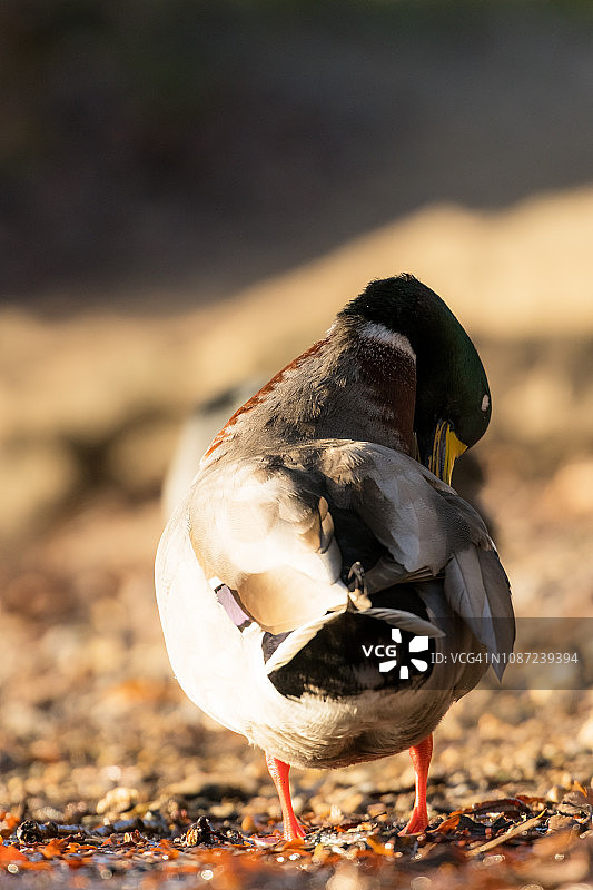 鸭子洗浴图片素材