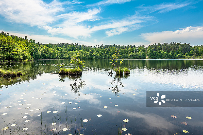 阳光明媚的森林湖泊夏日风景图片素材