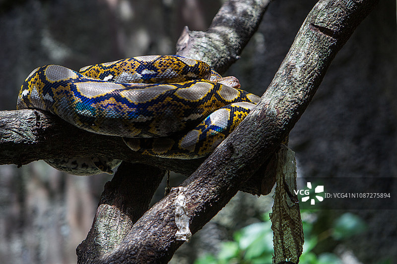 网纹蟒图片素材