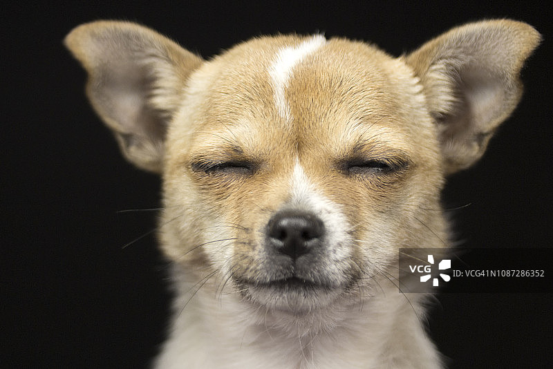 闭着眼睛的狗图片素材