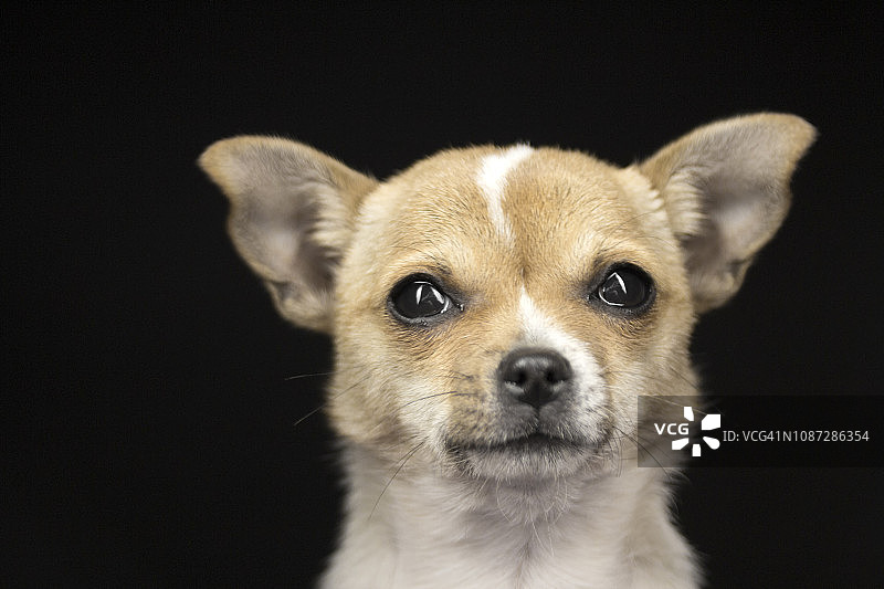 黑色背景小狗的画像图片素材