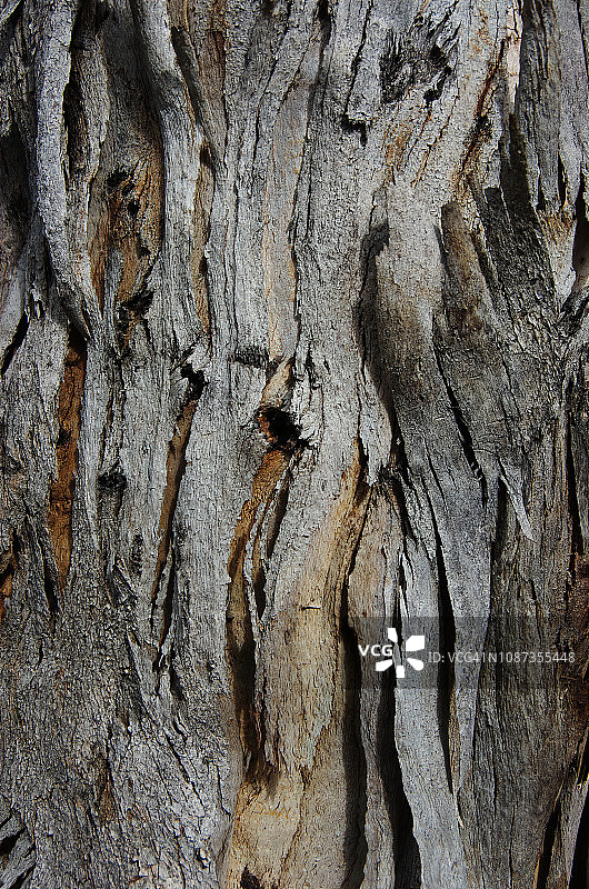 桉树树干树皮细节图图片素材