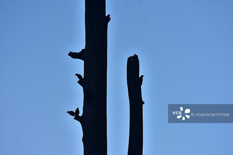 四只小鸟图片素材