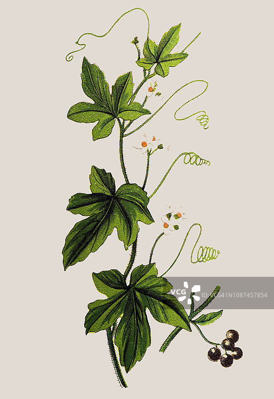 欧洲防风图片素材