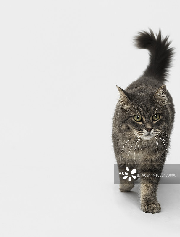 在白色背景上行走的猫图片素材