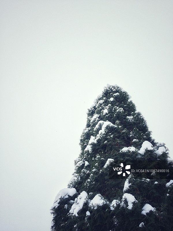 图雅树图片素材