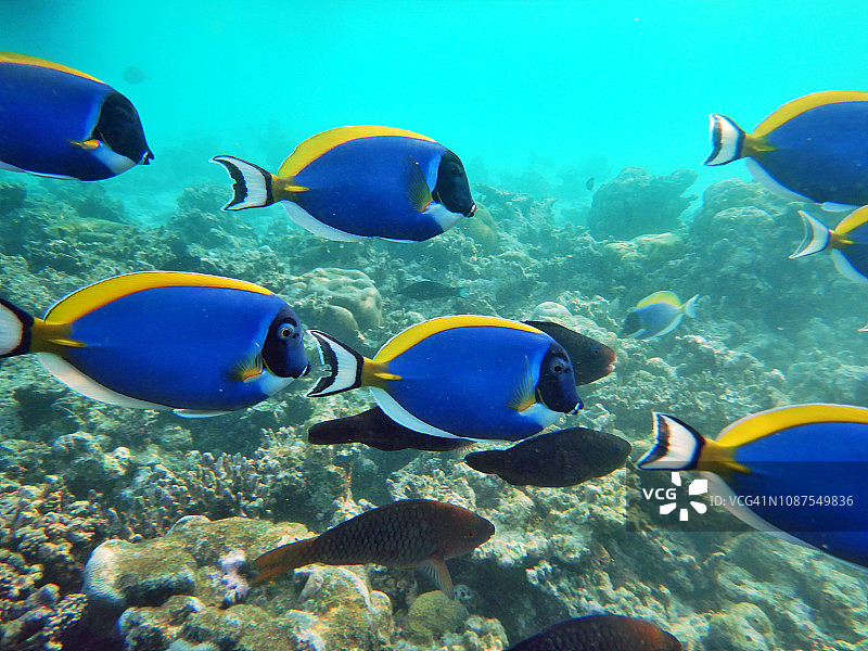 粉蓝外科医生鱼或蓝唐鱼群图片素材