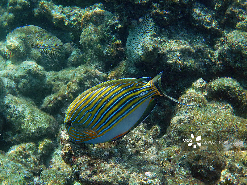 线纹刺尾鱼，埃里亚度岛，马尔代夫图片素材