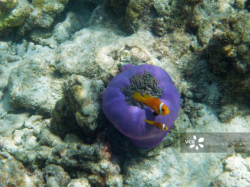 壮丽的海葵与双带小丑鱼图片素材
