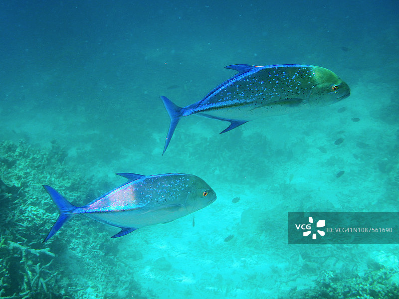 两条蓝鳍鲹鱼图片素材