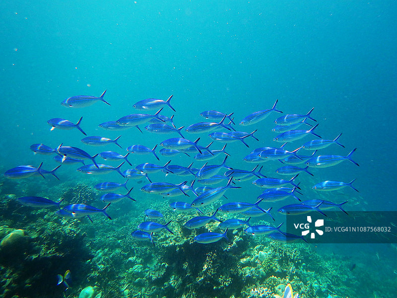 蓝 Fusilier 鱼群图片素材