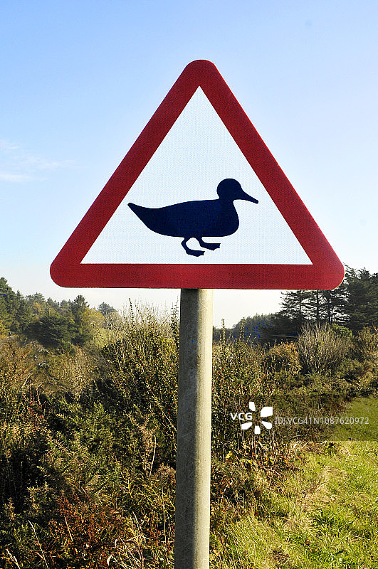 车辆驾驶员路边交通警告标志，注意道路上的鸭子图片素材