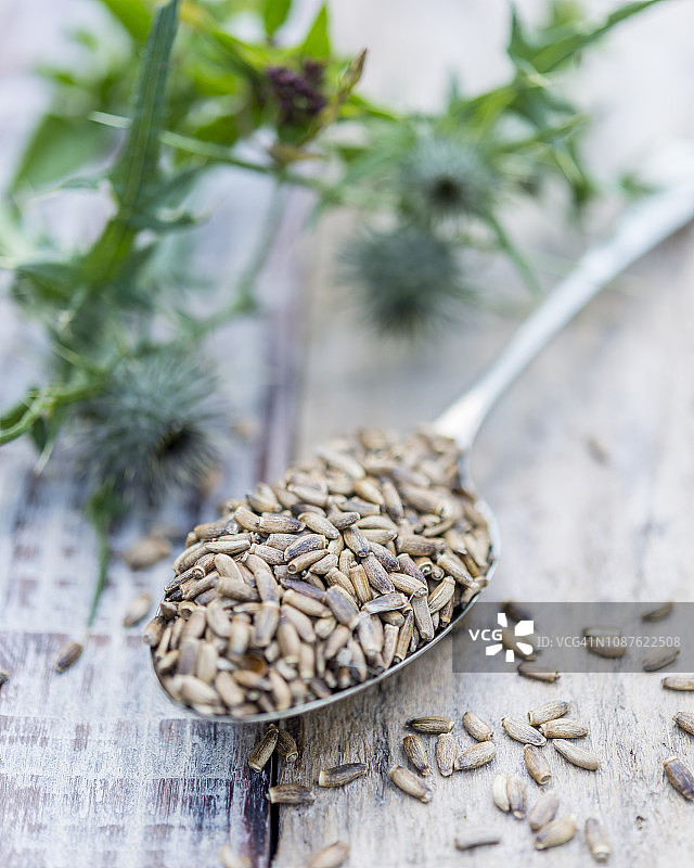 水飞蓟，又名 cardus marianus、奶蓟、圣奶蓟图片素材