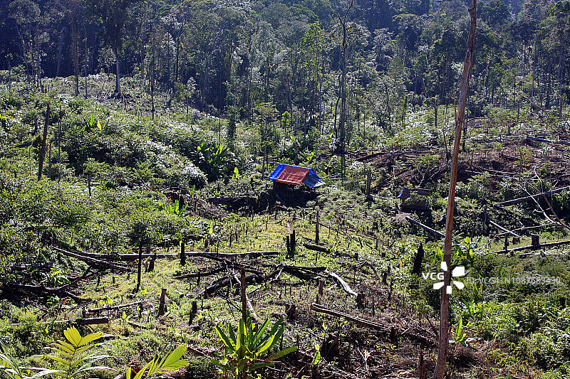 森林砍伐图片素材